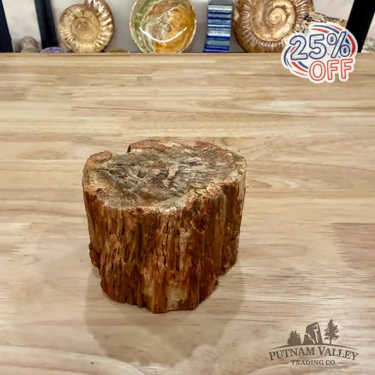 Petrified Wood Mini Stump Accent 3.8’’ - Accent