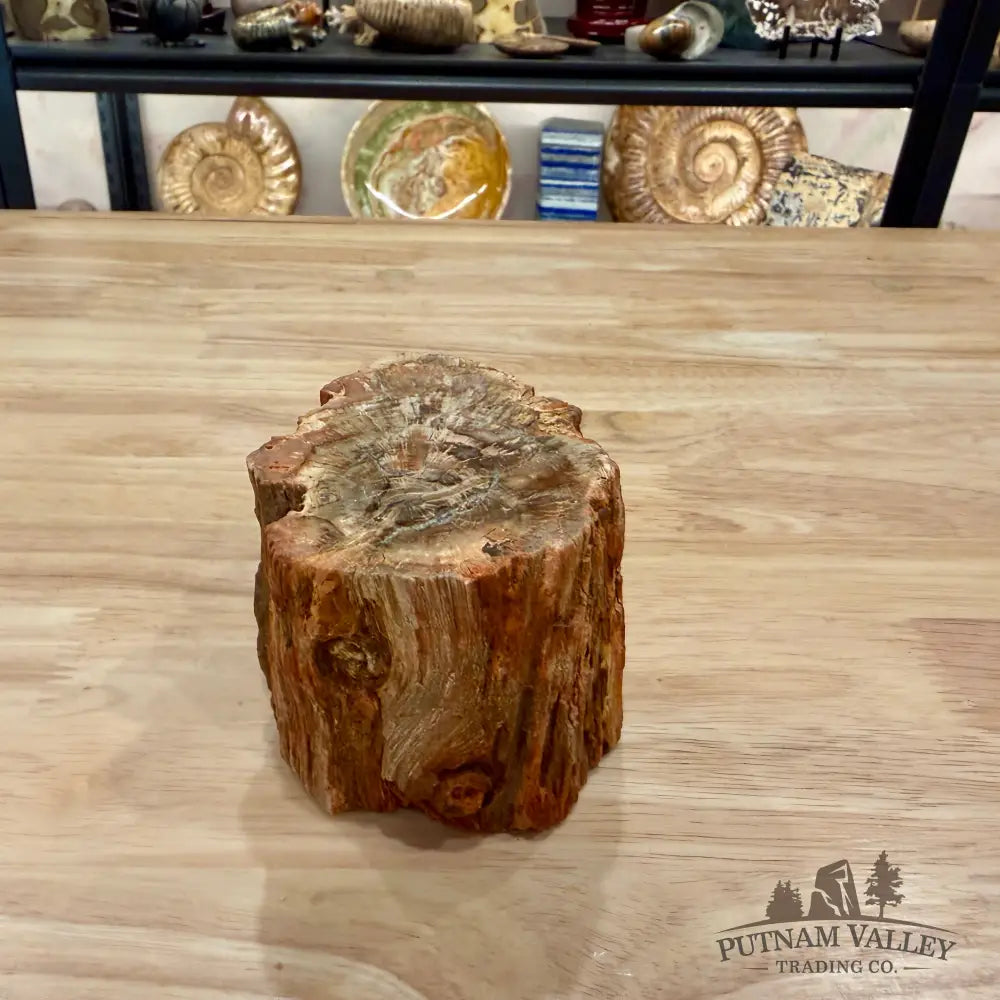 Petrified Wood Mini Stump Accent 3.8’’ - Accent