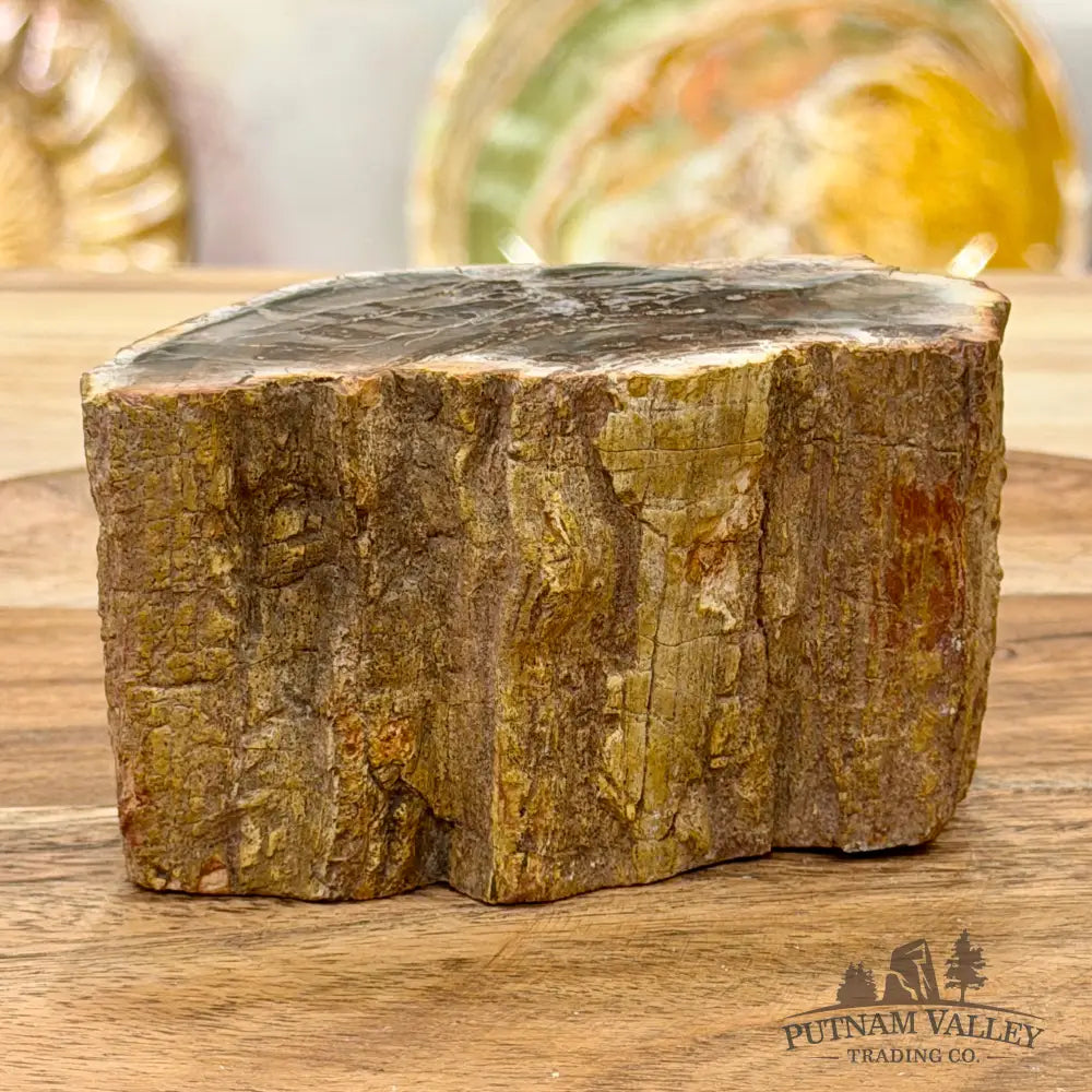 Petrified Wood Mini Stump Accent 3.8’’ - Free Standing Accent