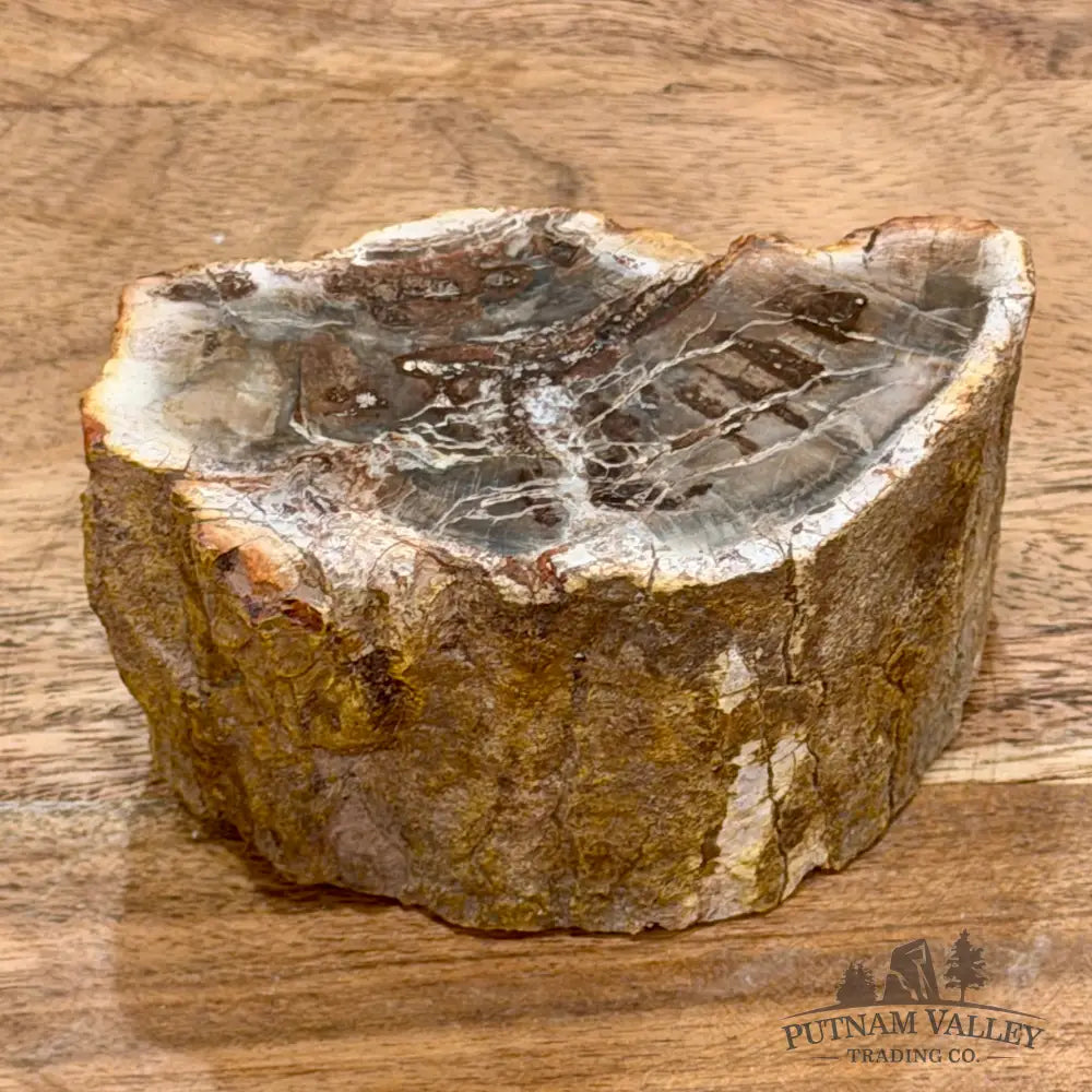 Petrified Wood Mini Stump Accent 3.8’’ - Free Standing Accent