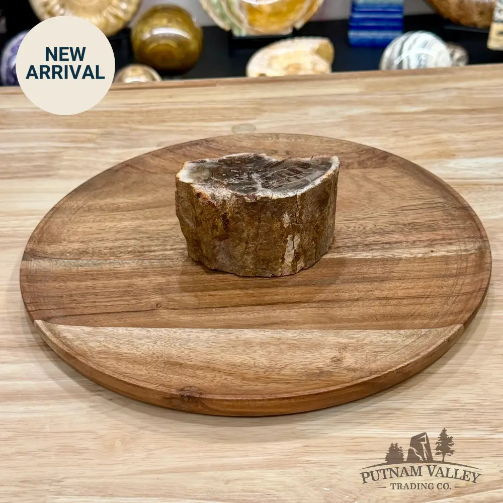 Petrified Wood Mini Stump Accent 3.8’’ - Free Standing Accent