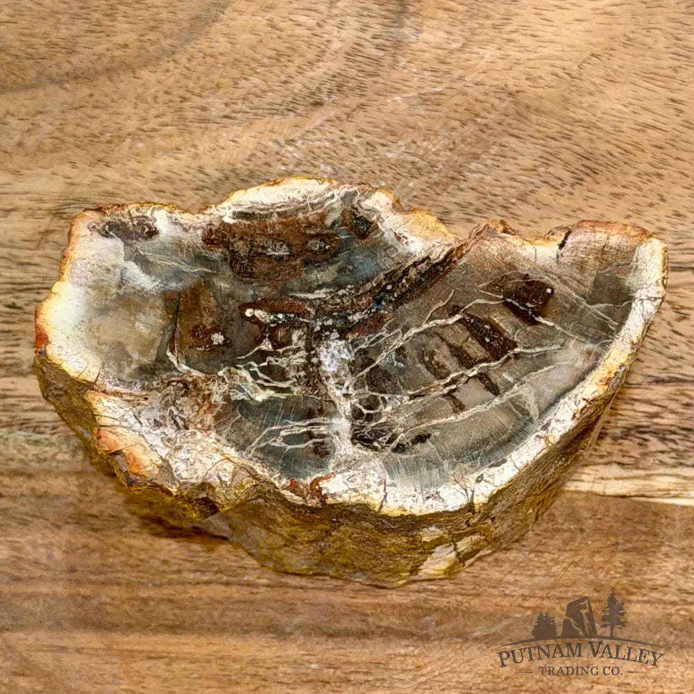Petrified Wood Mini Stump Accent 3.8’’ - Free Standing Accent