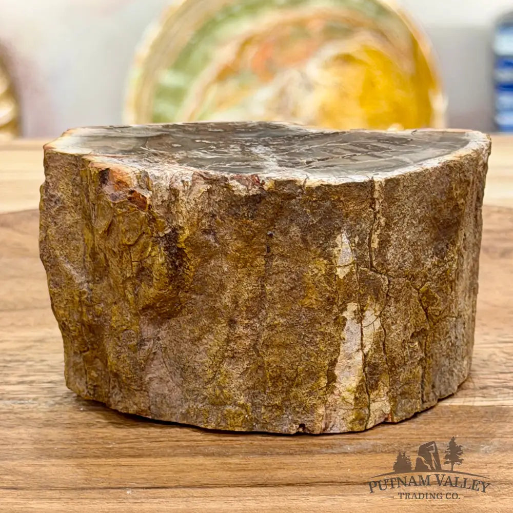 Petrified Wood Mini Stump Accent 3.8’’ - Free Standing Accent