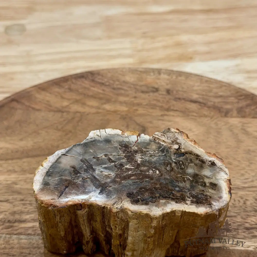 Petrified Wood Mini Stump Accent 3.95’’ - Free Standing Accent