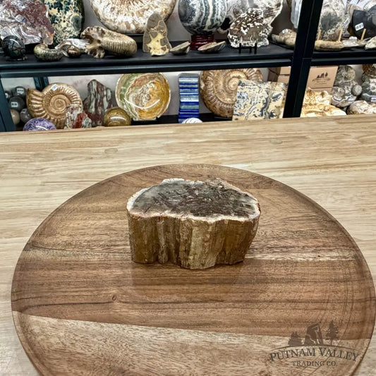 Petrified Wood Mini Stump Accent 3.95’’ - Free Standing Accent