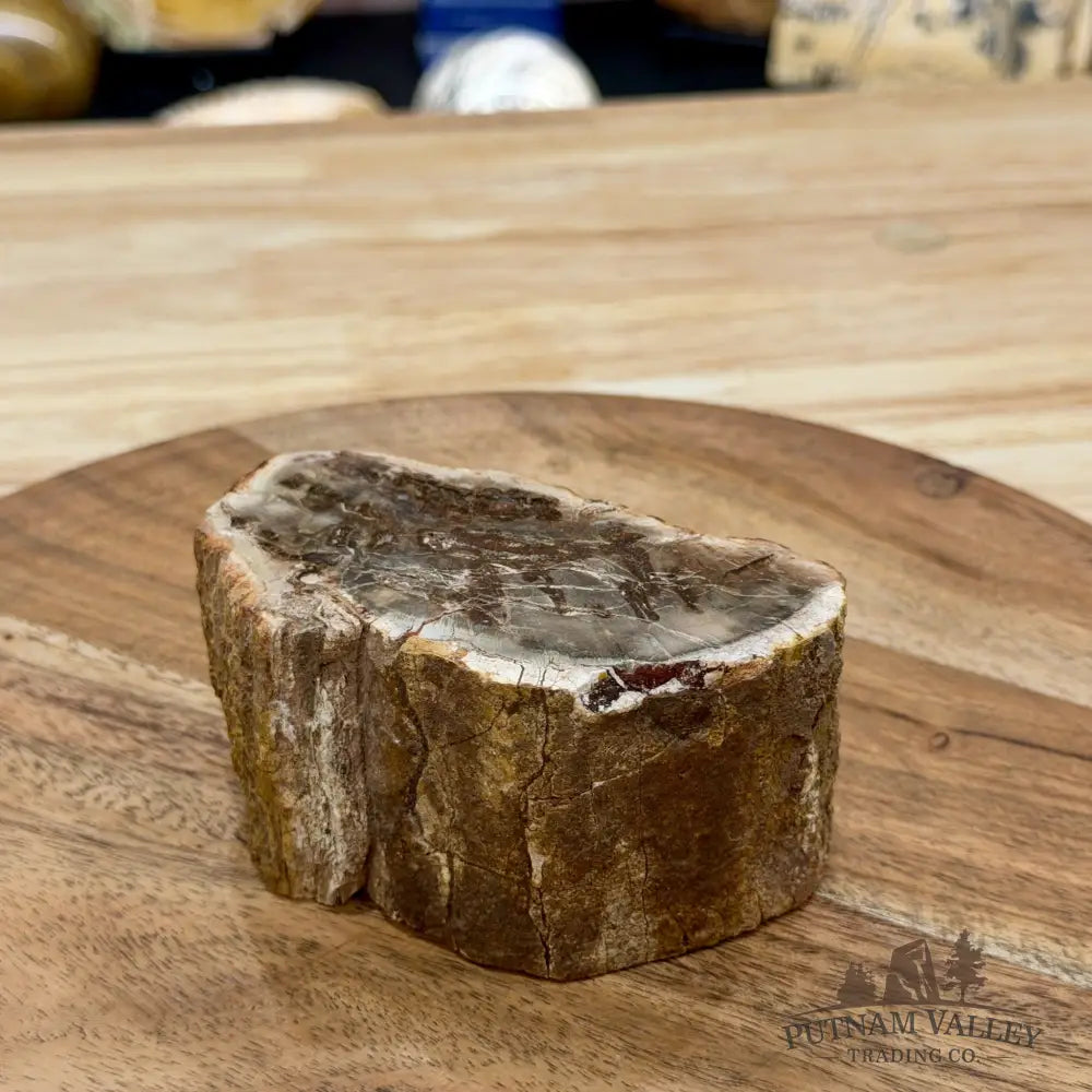 Petrified Wood Mini Stump Accent 3.95’’ - Free Standing Accent