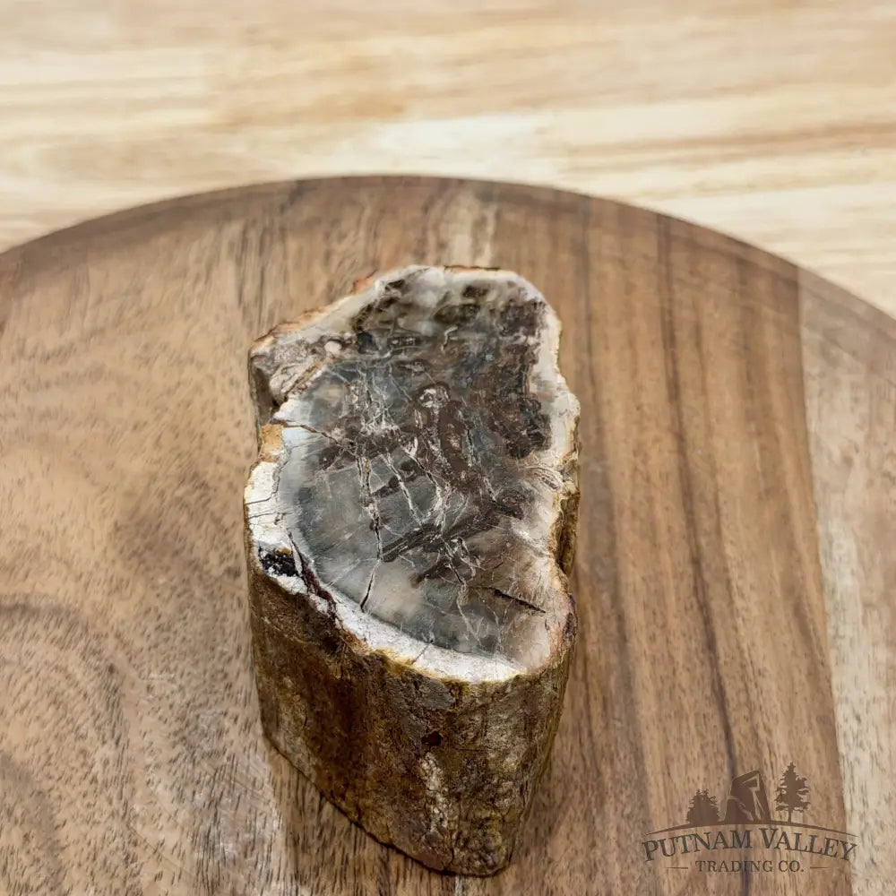 Petrified Wood Mini Stump Accent 3.95’’ - Free Standing Accent