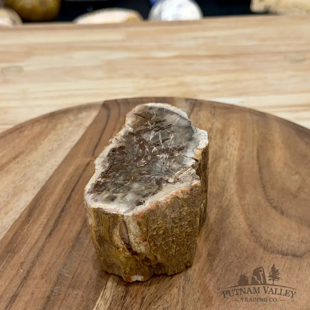 Petrified Wood Mini Stump Accent 3.95’’ - Free Standing Accent