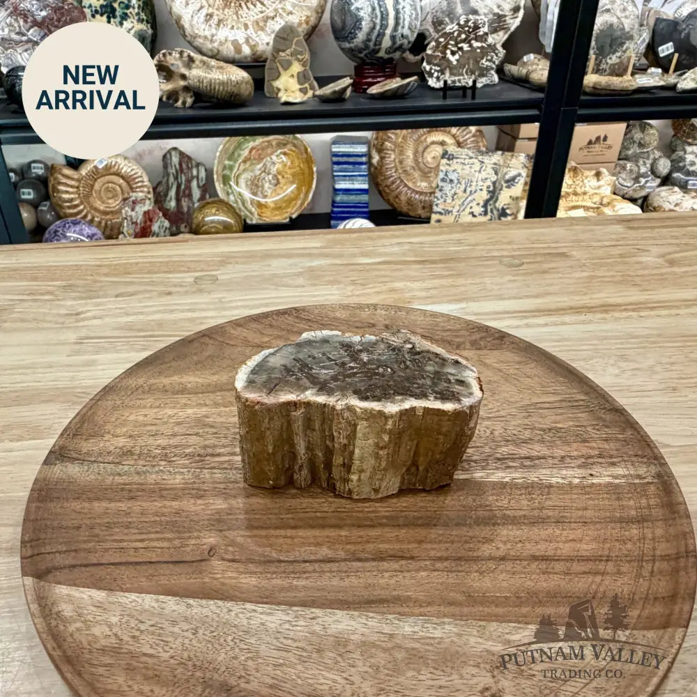 Petrified Wood Mini Stump Accent 3.95’’ - Free Standing Accent