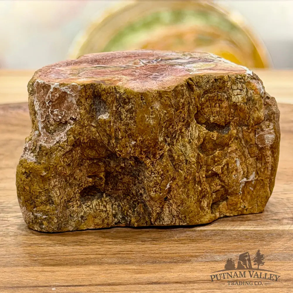 Petrified Wood Mini Stump Accent 3’’ - Free Standing Accent