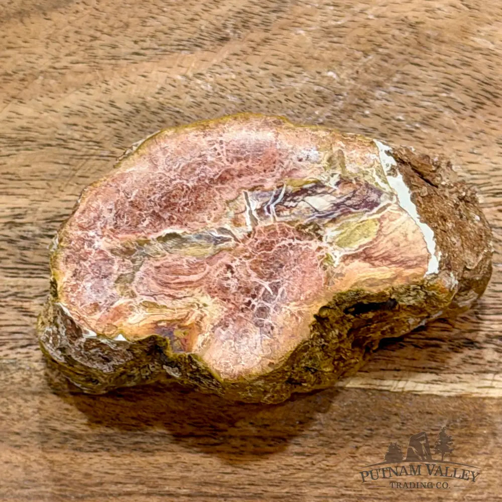 Petrified Wood Mini Stump Accent 3’’ - Free Standing Accent