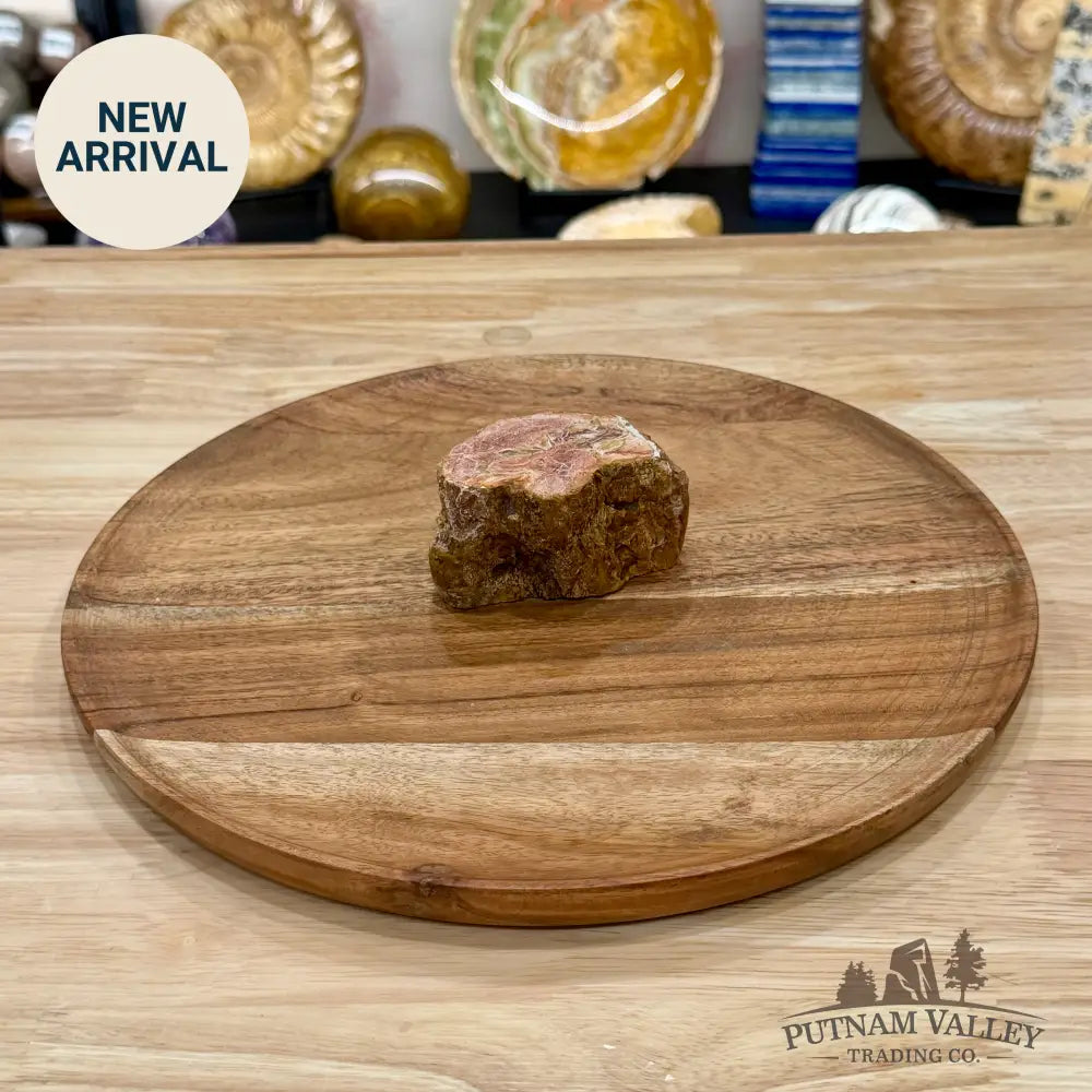 Petrified Wood Mini Stump Accent 3’’ - Free Standing Accent