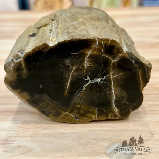 Petrified Wood Mini Stump Accent 4.2’’ - Accent