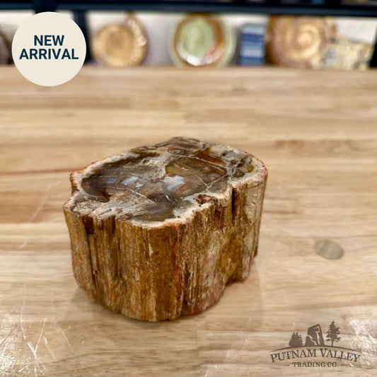 Petrified Wood Mini Stump Accent 4.23’’ - Accent