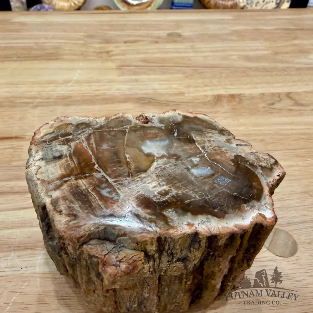 Petrified Wood Mini Stump Accent 4.23’’ - Accent