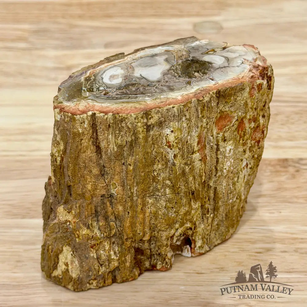 Petrified Wood Mini Stump Accent 4.3’’ - Accent