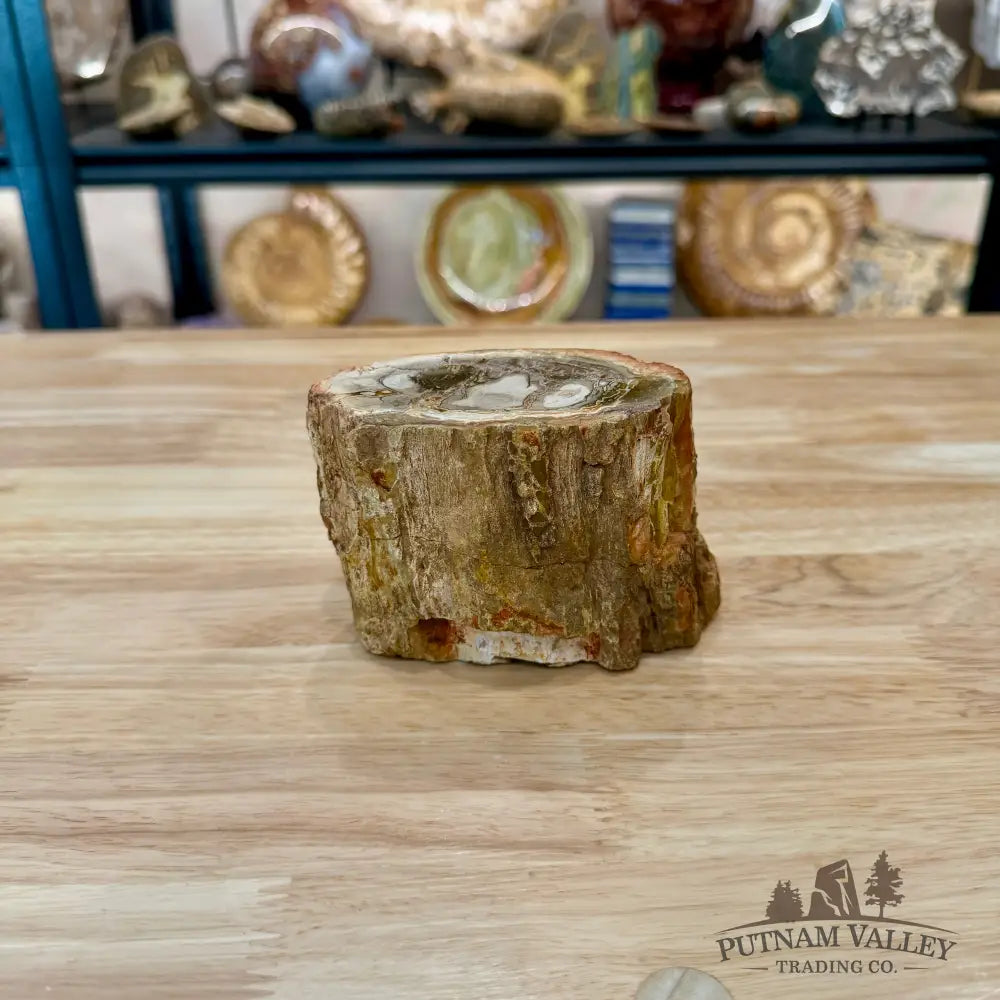 Petrified Wood Mini Stump Accent 4.3’’ - Accent