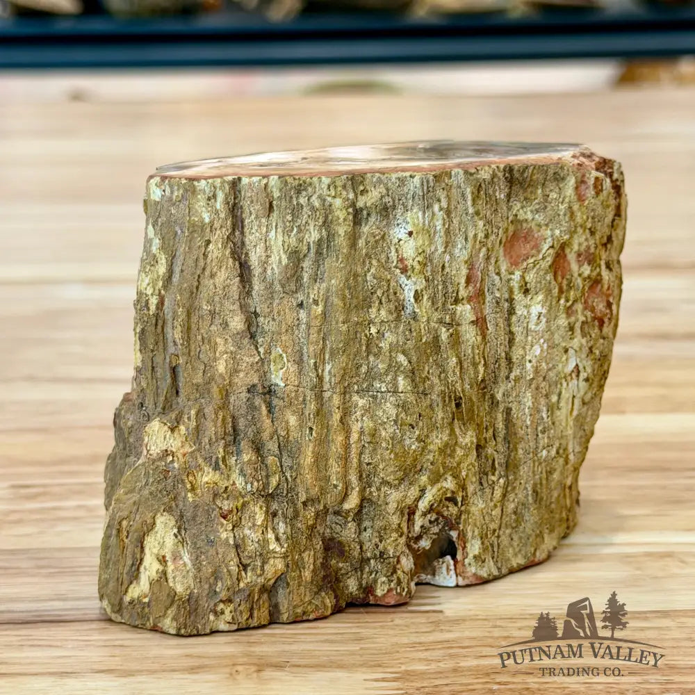Petrified Wood Mini Stump Accent 4.3’’ - Accent
