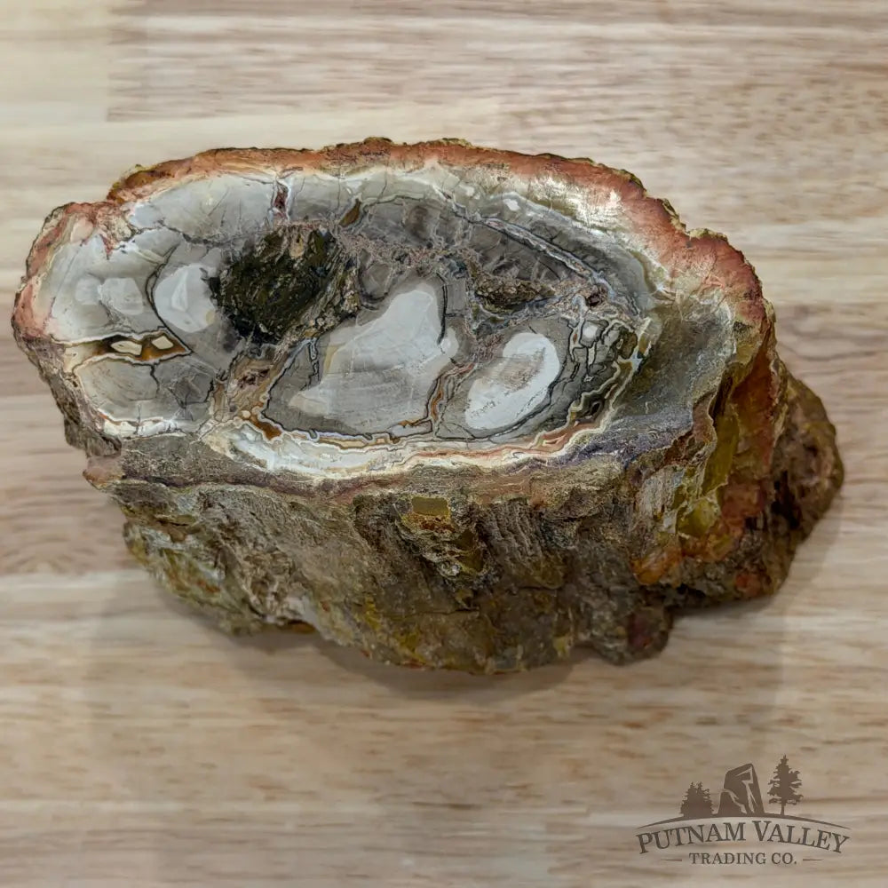 Petrified Wood Mini Stump Accent 4.3’’ - Accent