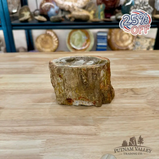 Petrified Wood Mini Stump Accent 4.3’’ - Accent
