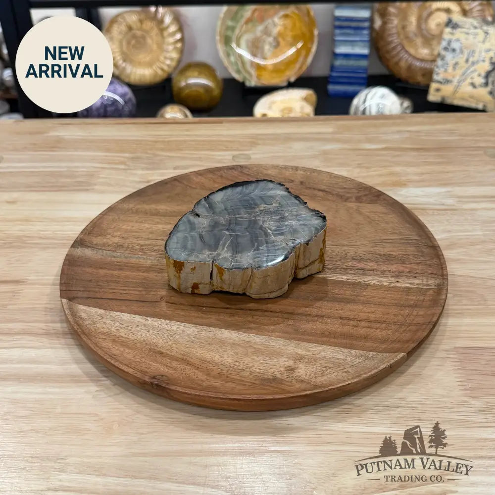 Petrified Wood Mini Stump Accent 4.53’’ - Free Standing Accent