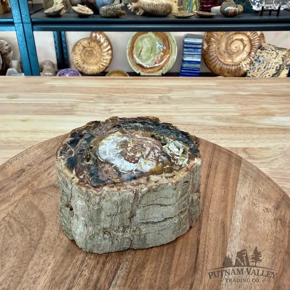 Petrified Wood Mini Stump Accent 4.6’’ - Accent