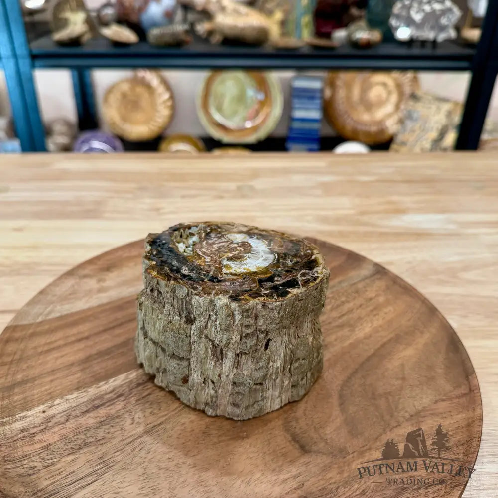 Petrified Wood Mini Stump Accent 4.6’’ - Accent