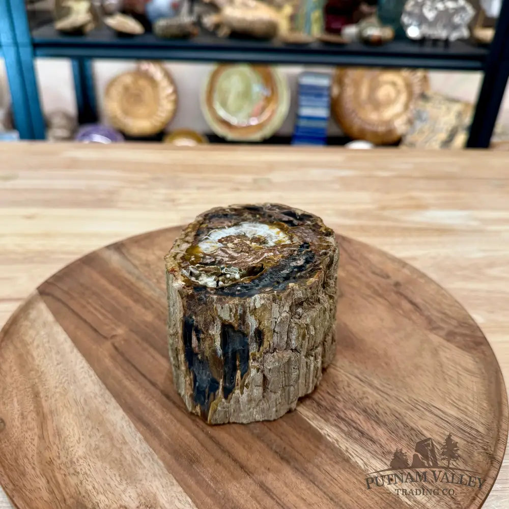 Petrified Wood Mini Stump Accent 4.6’’ - Accent