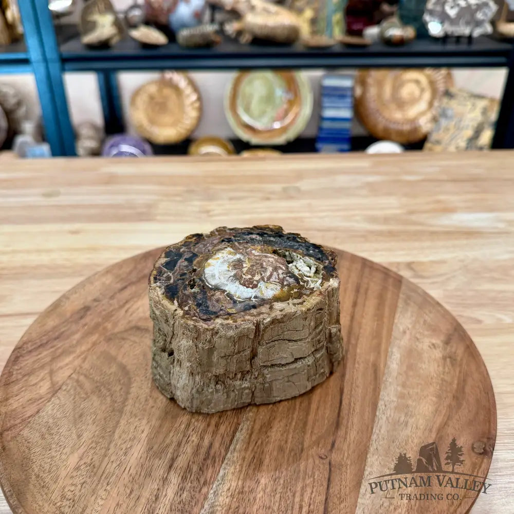 Petrified Wood Mini Stump Accent 4.6’’ - Accent