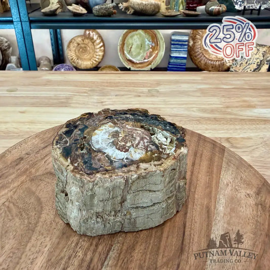 Petrified Wood Mini Stump Accent 4.6’’ - Accent