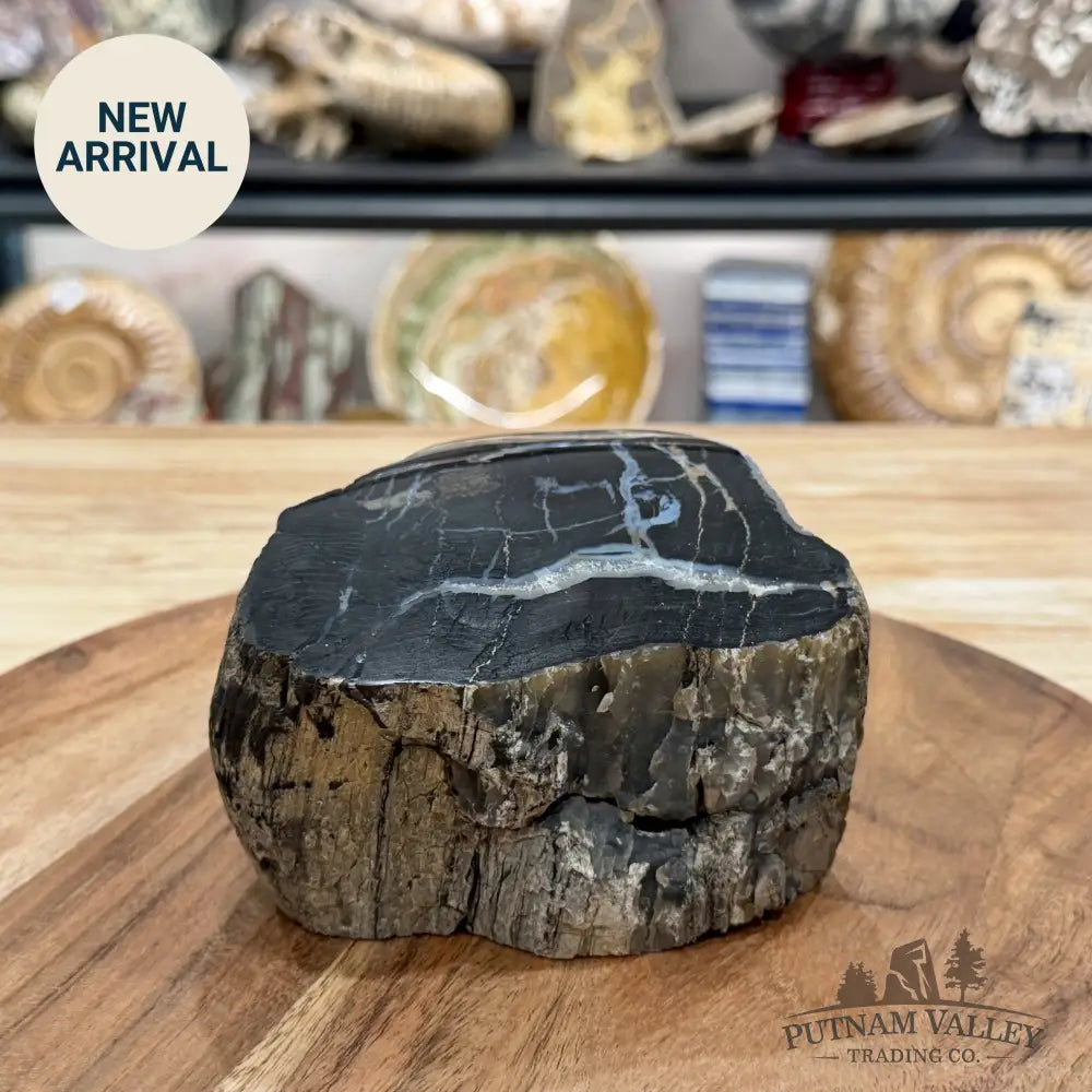 Petrified Wood Mini Stump Accent 4.8’’ - Free Standing Accent