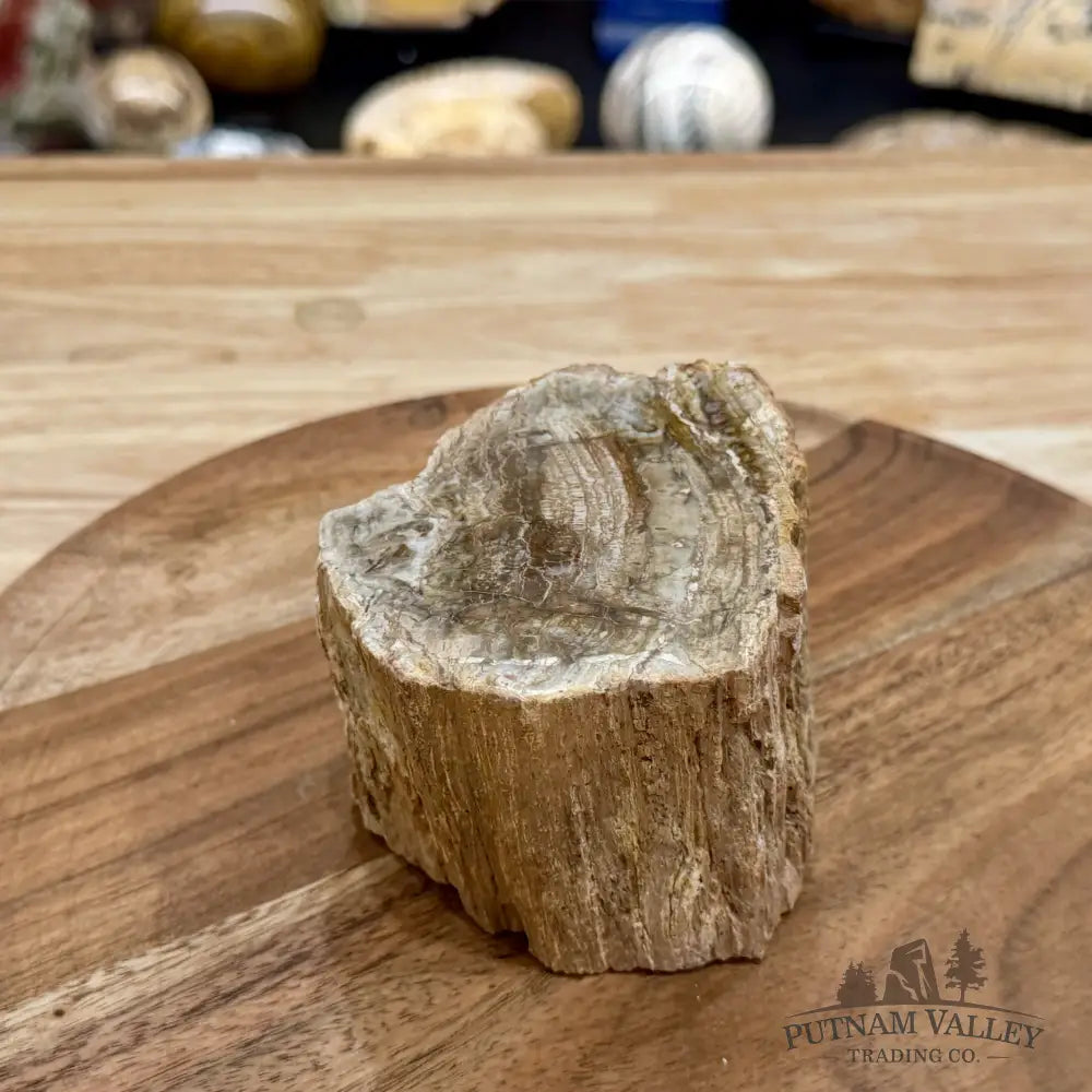 Petrified Wood Mini Stump Accent 4’’ - Free Standing Accent