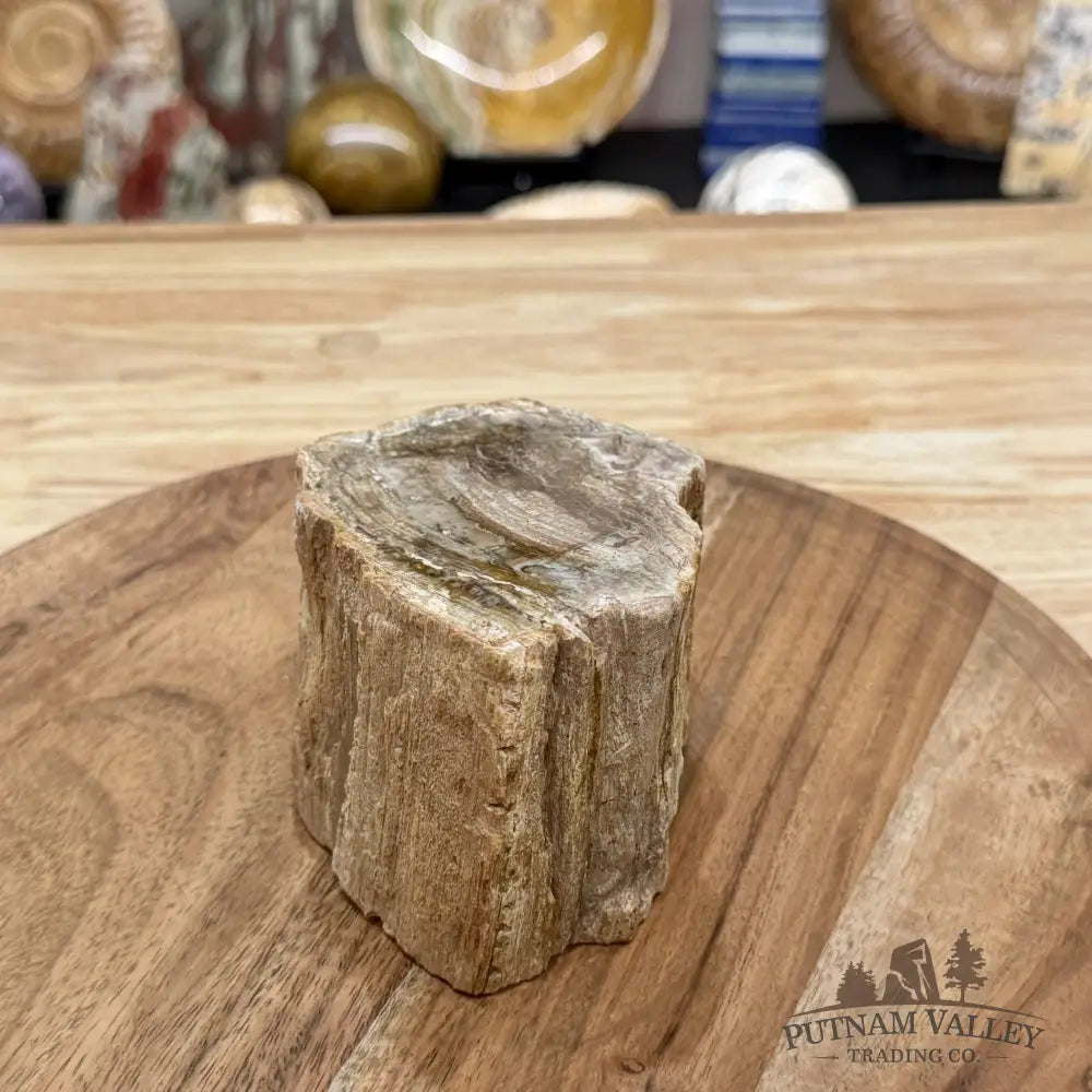 Petrified Wood Mini Stump Accent 4’’ - Free Standing Accent