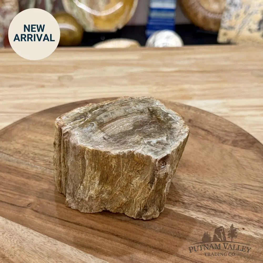 Petrified Wood Mini Stump Accent 4’’ - Free Standing Accent