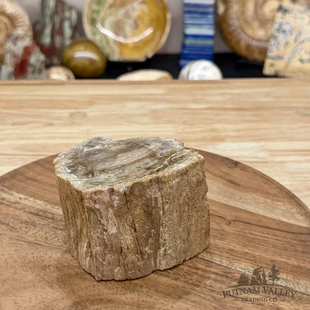 Petrified Wood Mini Stump Accent 4’’ - Free Standing Accent