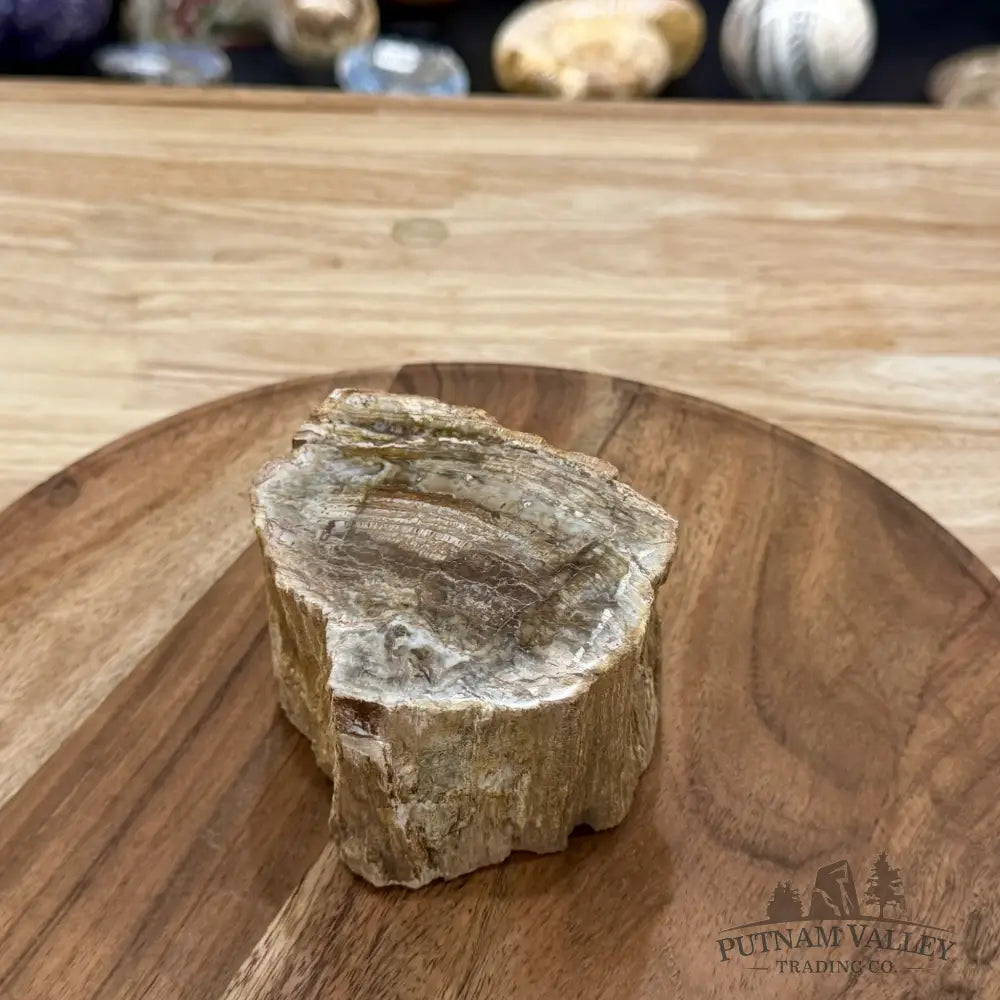 Petrified Wood Mini Stump Accent 4’’ - Free Standing Accent