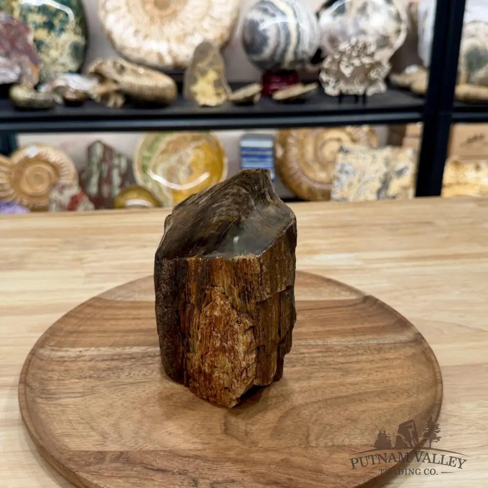 Petrified Wood Mini Stump Accent 5.1’’ - Free Standing Accent
