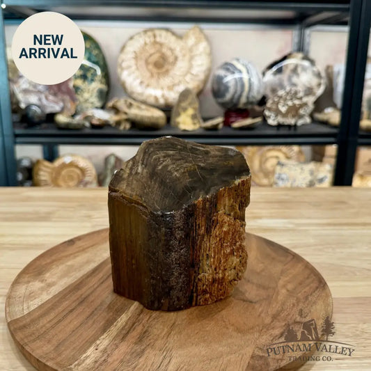 Petrified Wood Mini Stump Accent 5.1’’ - Free Standing Accent