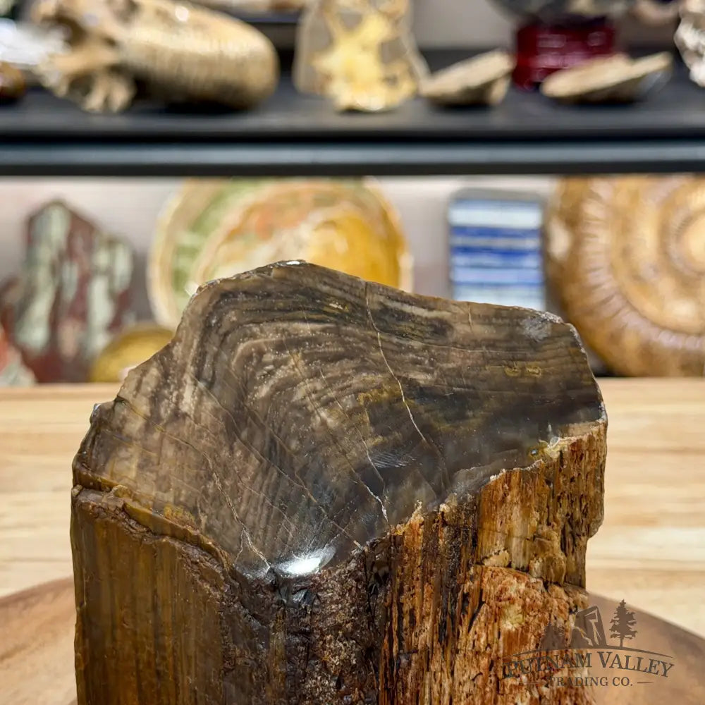 Petrified Wood Mini Stump Accent 5.1’’ - Free Standing Accent