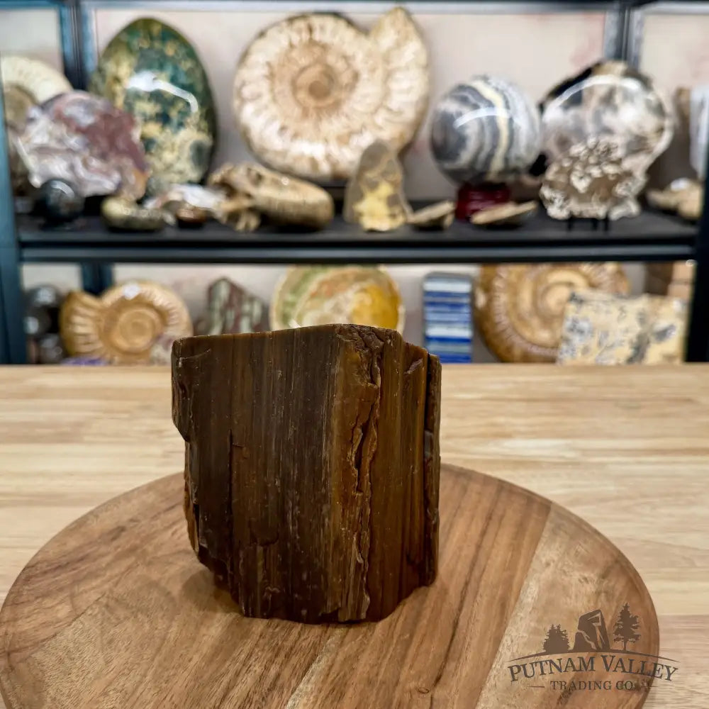 Petrified Wood Mini Stump Accent 5.1’’ - Free Standing Accent