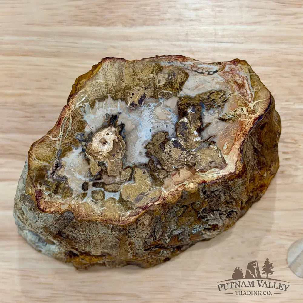 Petrified Wood Mini Stump Accent 5’’ - Accent