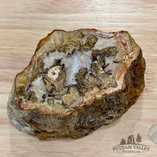 Petrified Wood Mini Stump Accent 5’’ - Accent