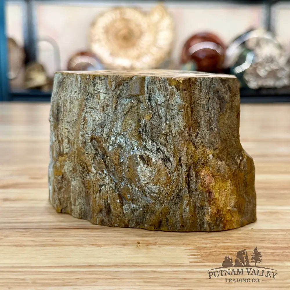 Petrified Wood Mini Stump Accent 5’’ - Accent