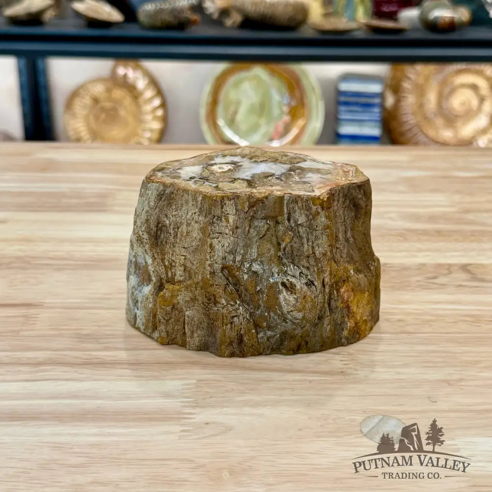 Petrified Wood Mini Stump Accent 5’’ - Accent
