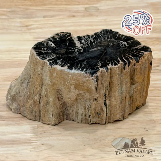 Petrified Wood Mini Stump Accent 5.6’’ - Accent
