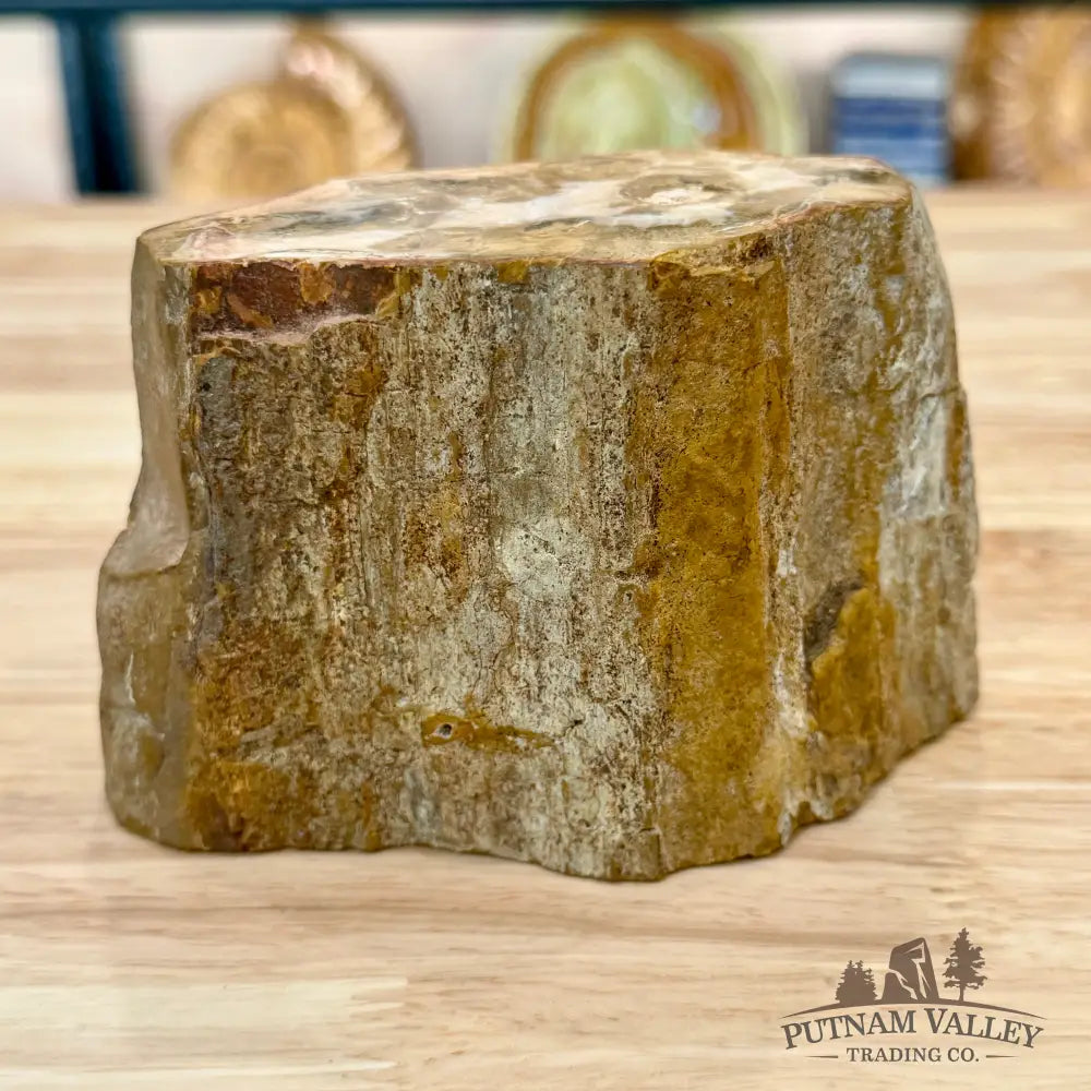 Petrified Wood Mini Stump Accent 5’’ - Accent