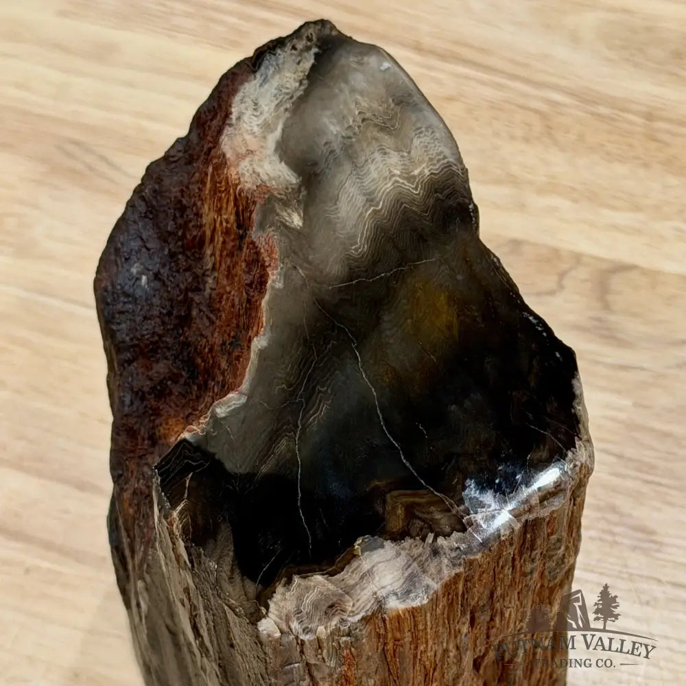 Petrified Wood Mini Stump Accent 5.68’’ - Free Standing Accent
