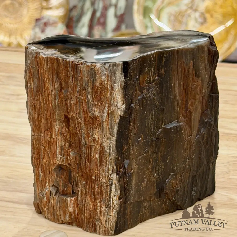 Petrified Wood Mini Stump Accent 5.68’’ - Free Standing Accent