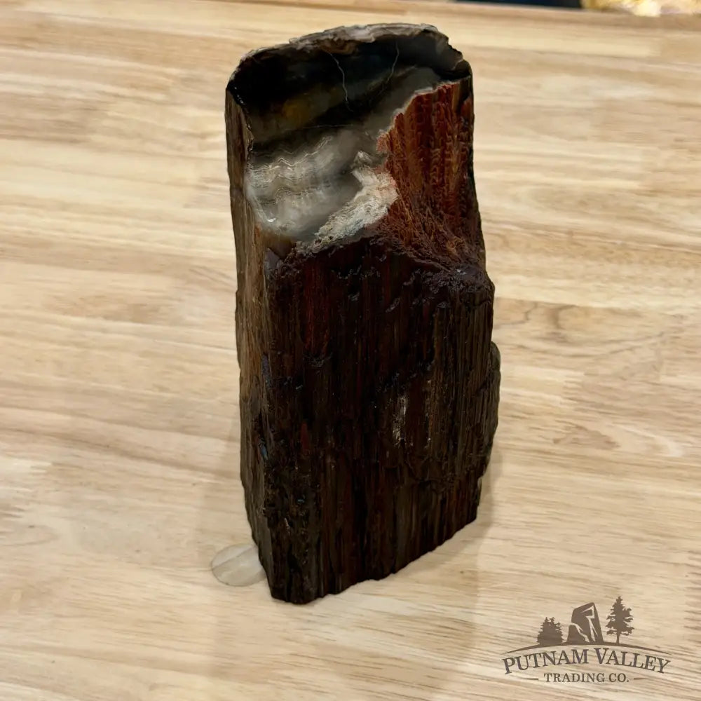Petrified Wood Mini Stump Accent 5.68’’ - Free Standing Accent