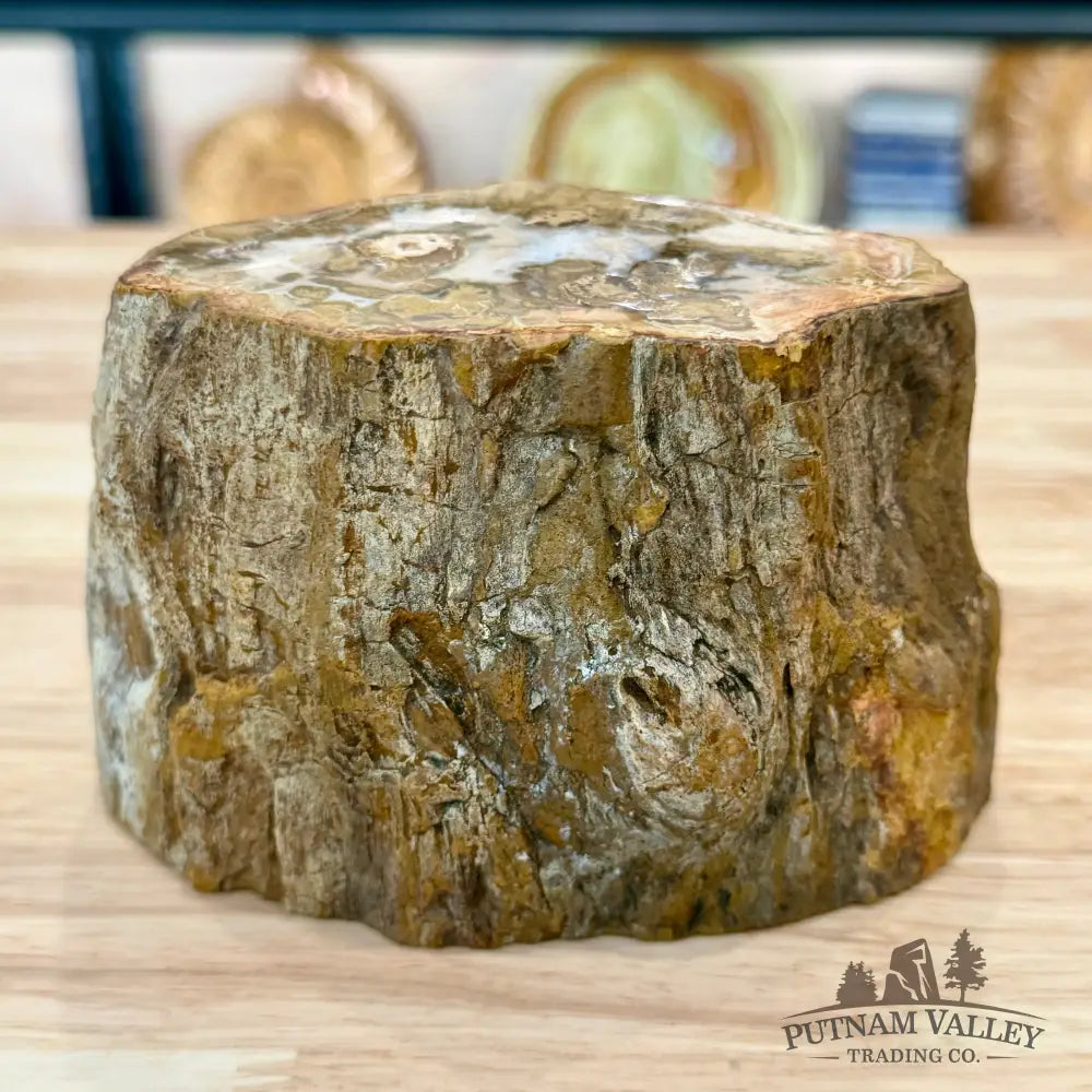 Petrified Wood Mini Stump Accent 5’’ - Accent